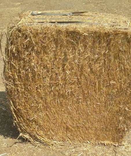 Buy Wheat Straw from KMF - Exports & Trade Partners LLP, Pakistan ...