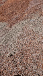 Premium Raw Cocoa Beans Grade 1 – Natural Fermented | Nigeria Origin