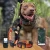 Import TR-Dog hounds tracking and tracking device Waterproof hunting dog GPS e-collar No sim card sport dog tracker from China