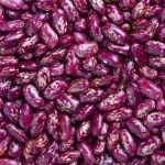 100% Natural Purple Kidney Beans Purple Speckled Kidney Beans Organic Purple Kidney Beans for Sale