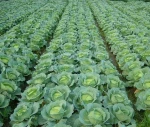 Direct Supply Fresh Vegetables Cabbage Premium Wholesale Bulk Crispy Cabbage