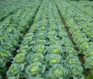 Direct Supply Fresh Vegetables Cabbage Premium Wholesale Bulk Crispy Cabbage