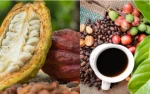 Fine Flavored Cocoa