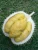 Import Durian from Indonesia