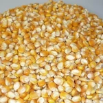 GMO Yellow Corn