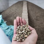robusta beans