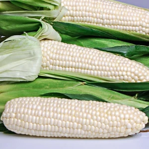 Top Quality White Maize / White Corn