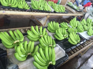 Fresh Green Cavendish Bananas