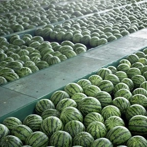 100% Fresh Ripe water melon.