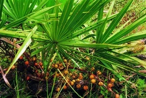 100% Natural Tall Oil Palm Fatty Acid 25% Saw Palmetto Extract