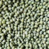 2020 High quality wholesale price green mung bean promotion