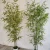 Import 2020 Hot Sale New Style Outdoor Decorative Plastic Artificial Lucky Green Bamboo Leaves Plant from China