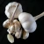 Import 2020 price of garlic best fresh garlic with best quality  hot sales from China