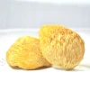 9019 Hou tou gu wholesale wild dried mushromm hericium erinaceus for sale