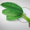 Artificial Banana Leaves real touch latex leaf