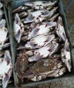 Blue Swimming Crab For Sale
