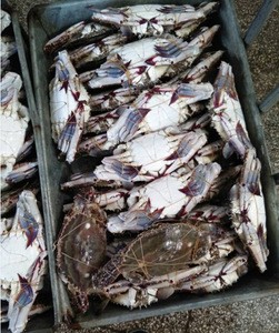 Blue Swimming Crab For Sale