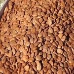 Bulk Sweet and bitter apricot kernels