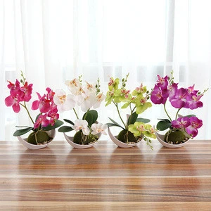 butterfly orchids sale bonsai