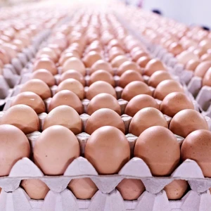 Chicken Table Eggs White and Brown Eggs 53-70 Grams