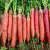 Import Chinese fresh carrot wholesale export high quality from China