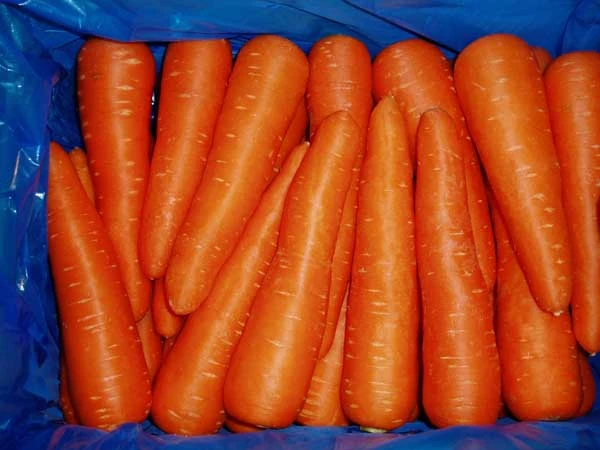 Chinese organic fresh big size carrot for sale