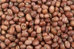 COWPEA