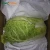 Import Dehydrate bulk fresh chinese cabbage for export from China