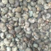 Dried Raw Cashew Nuts of Ghana origin for cashews processing India Vietnam