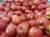 Import Exporter Fresh Red Fuji Apple Fruits Natural.. from South Africa