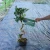 Import Farm direct sale wholesale nature ficus bonsai cheap from China