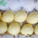 Fresh asian nice ya pear with cheaper price