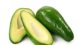 FRESH AVOCADO at VERY HIGH QUALITY and COMPETITIVE PRICE