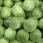 Fresh Cabbage International Market Price