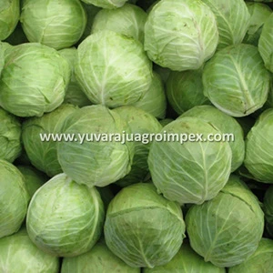 Fresh Cabbage International Market Price