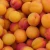 Import Fresh Cannes apricots from Germany