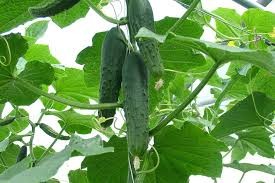 Fresh Cucumber Export Standard Price For Sale High Quality With Best Price For You