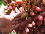 Fresh Dates