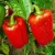 Import FRESH FARM GREEN AND RED CAPSICUM from South Africa