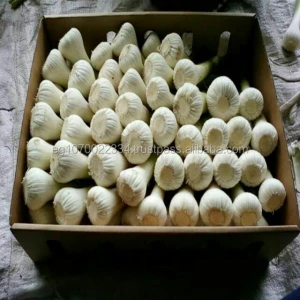 fresh garlic normal white (10kg carton/mesh bag)