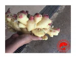 Fresh Ginger
