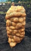 Fresh Granola Potatoes (from farm in Indonesia)