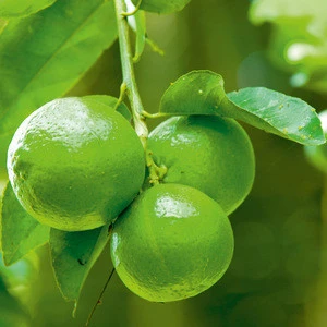 Fresh lemon/ fresh lime/ green citrus from Bangladesh