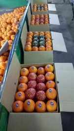Fresh Oranges South Africa and Naval oranges Egyptian citrus, Fresh mandarins