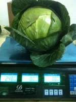 Fresh Style Cabbage (Red- White) with high quality