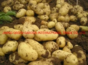 Fresh Sweet Potatoes High Quality Cheap Price Professional Export Wholesalers Fresh Potato