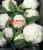 Import Fresh white cauliflower from Bangladesh