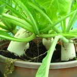 Fresh White Radish