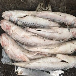 Frozen Grey Mullet Without Roe At Low Price