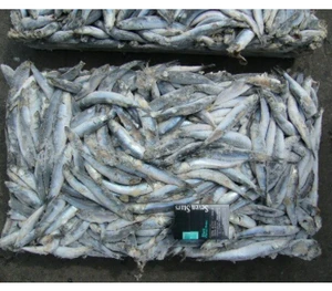 Frozen high quality seafood Anchovy